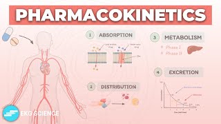 Pharmacokinetics Absorption Distribution Metabolism Excretion  Pharmacology Basics LevelUpRN [upl. by Gavette937]