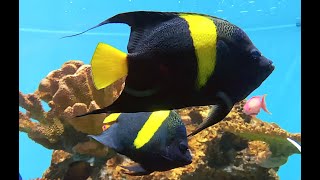 アラビアンエンジェルフィッシュ、アラビアンエンゼルフィッシュ Arabian angelfish Pomacanthus asfur [upl. by Catherina2]