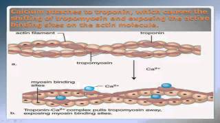 Sliding Filament Theory Part 2 NSCA Certification [upl. by Eiloj]