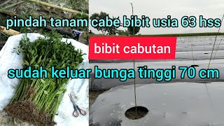 cara menanam bibit cabe yang sudah tua  bibit cabe 63 hss  proses penanaman cabe [upl. by Nera]