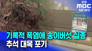 기록적 폭염에 송이버섯 실종추석 대목 포기 20240911뉴스데스크포항MBC [upl. by Aidnama]