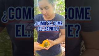 ¿Cómo pelar un ZAPOTE naturaleza agricultura cosecha [upl. by Ul112]