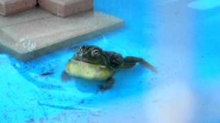 Giant African Bullfrog outdoor croak 2 [upl. by Halonna]