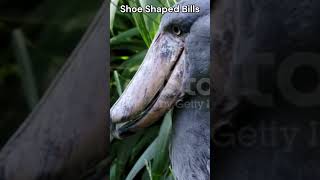 “Shoebill Stork The Dinosaur Bird with a Shoe Beak” theearthnetwork shorts [upl. by Enela157]