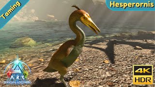 ARK Survival Ascended  Tame a Hesperornis [upl. by Cornelius512]