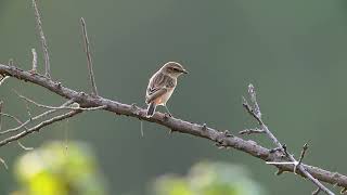 东亚石䳭 Amur Stonechat [upl. by Tedman708]