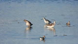 Common Greenshank Pantana Tringa nebularia Spotted Redshank Totano moro Tringa erythropus [upl. by Ramberg847]