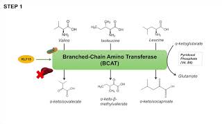 Branched Chain Amino Acid Metabolism  BCAA Catabolism  Pathway and Regulation [upl. by Trilbie]