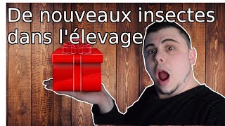 Vlog 8  De nouveaux insectes dans lélevage [upl. by Niatsirt224]