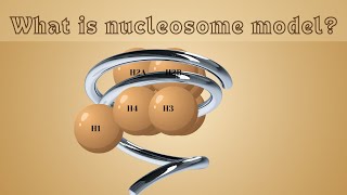 What is Nucleosome model  Animated video [upl. by Enilrahc]