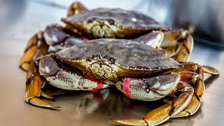 California Crab Snaring Crabbing for Beginners  The Salty Twins [upl. by Ajiat]