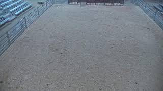 Cache County Fair amp Rodeo Junior Livestock Showcase Live [upl. by Rohn819]