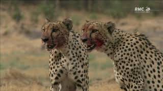 Documentaire  Les Guépards [upl. by Sheply]