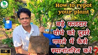 How to repot fruit plant  फल के साथ पौधे की रिपोर्टिंग कैसे करें [upl. by Toney]