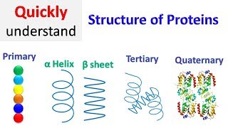 Protein structure  Primary  Secondary  Tertiary  Quaternary [upl. by Toth]