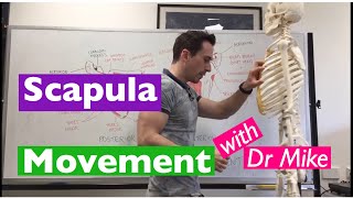 Scapula Movement  Functional Anatomy [upl. by Elia]