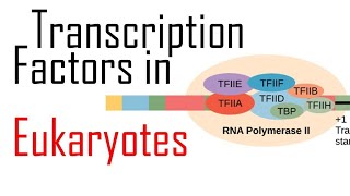 TRANSCRIPTION IN EUKARYOTES💥💥proteinsynthesis proteinformation proteinproduction [upl. by Wenona]