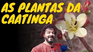 AS PLANTAS DA CAATINGA  PASTO PARA AS ABELHAS [upl. by Serene]