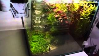 20l Nano Cube Dennerle 5 Wochen Urlaub [upl. by Prichard]