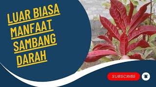 Tanaman Sambang Darah  Tanaman Hias Berkhasiat [upl. by Inah944]