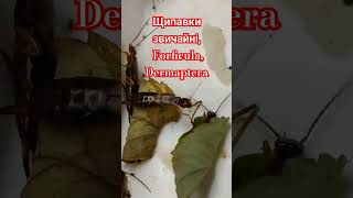 COMMON EARWIGS FORFICULA AURICULARIA DERMAPTERA Kyiv Ukraine Щипавка Вуховертка шкидлива чі Ні [upl. by Hutt]