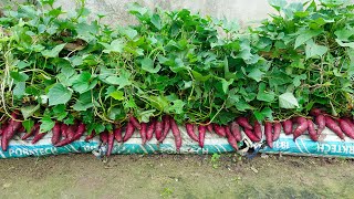 Growing Sweet Potatoes In Soil Bags Harvest And Cook Right In The Garden [upl. by Anairol227]