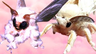 Poodle Moth Cutest Furry Moth in HD Cerura vinula  Puss moth [upl. by Erehc]