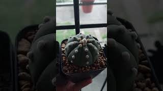 Astrophytum asterias  variedades cactusmania plantas flores succulent cacti echinopsiscactus [upl. by Mareah]