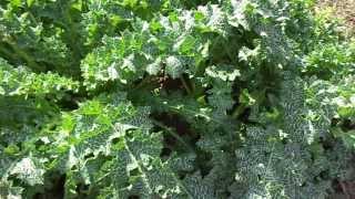 Milk thistle Silybum marianum Cultivation India [upl. by Sturges]