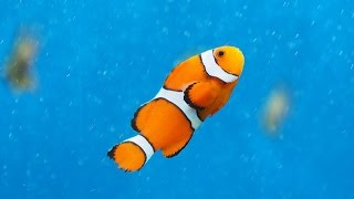 Facts The Clownfish [upl. by Asor]