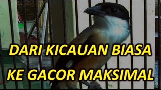 Kicauan Burung Cendet Gacor Cara Meningkatkan Suara dan Perawatannya  CENDET BIRD [upl. by Uile720]