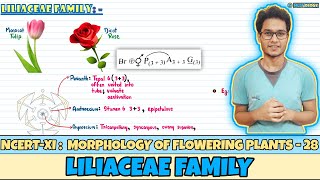 Morphology of Flowering Plants Lec 28 Liliaceae Family Class 11 NEET Neetology [upl. by Ly]