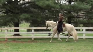 SAPHIRO cremello lusitano stallion in his new home [upl. by Intyre1]