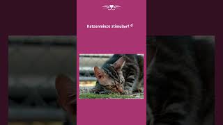 Was macht Katzenminze mit einer Katze  Katzentipps shorts [upl. by Jaf]