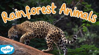 What Animals live in the Rainforest  Rainforest Animals for Kids [upl. by Ardnassela]