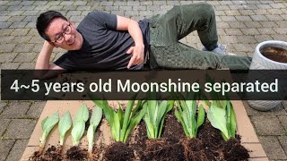 Moonshine Sansevieria propagation How I divided my Snake Plant [upl. by Kelly]