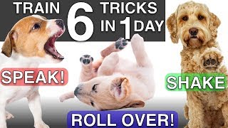 How to Train your Puppy 6 Tricks in 1 Day [upl. by Oner]