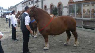 Cheval Trait breton Les concours modèles et allures 2010 Bretagne [upl. by Irmgard964]