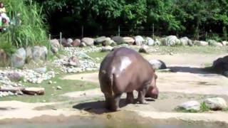 Worlds Biggest Fart  The Hippo [upl. by Paulson]