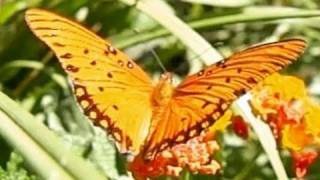 Dance of the Butterflies Slow Motion Gulf Fritillaries 720p HD Upscaled Casio EXF1 [upl. by Lebasy]