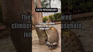 Cats have retractable claws to help them climb and maintain sharpness cat animalbehavior funny [upl. by Oler936]