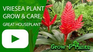 Vriesea  grow amp care great houseplant [upl. by Nawtna]