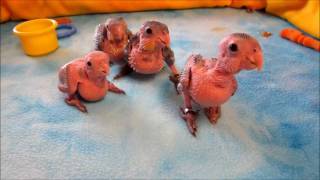 Baby Caique Parrots 15 weeks old [upl. by Tally390]