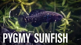 PYGMY SUNFISH  Species Spotlight [upl. by Crysta]