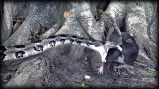 Canebrake Rattlesnake vs Rat 01  Dangerous Animals in Slow Motion [upl. by Enamrej]