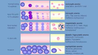 Anemia of decreased red cell production [upl. by Yramliw]