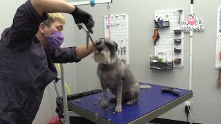 LIVE Reverse Schnauzer Shave Down [upl. by Atteragram]