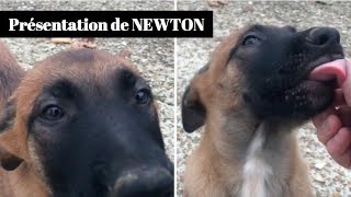 Je vous présente NEWTON mon chiot MALINOIS [upl. by Hayward]