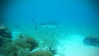 2 Sharks  Reef snorkeling at Key Largo Florida  Christ of the Abyss [upl. by Olegnalehcim]