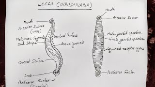 LEECH HIRUDINARIA DIAGRAM FOR CLASS 11 BIOLOGY [upl. by Lenej]